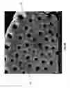 Fig. 08 - Diatomaceous energy storage devices