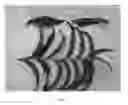 Fig. 02 - Nectarine tree named 'NJN102'