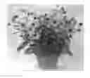 Fig. 01 - Indeterminate plant