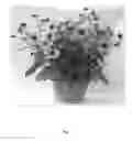 Fig. 02 - Indeterminate plant