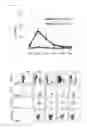 Fig. 09 - Human IL-15-secreting immunodeficient mouse