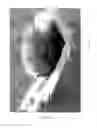 Fig. 08 - COLLAPSIBLE ANIMAL DECOY