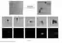 Fig. 07 - Microparticles, methods for their preparation and use