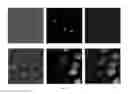 Fig. 08 - Microparticles, methods for their preparation and use