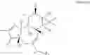 Fig. 19 - Compositions and methods of use of phorbol esters in the treatment of neoplasms