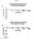 Fig. 22 - Compositions and methods for reducing muscle contraction