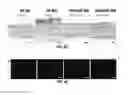 Fig. 09 - THROMBIN-RESPONSIVE HYDROGELS AND DEVICES FOR AUTO-ANTICOAGULANT REGULATION