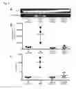 Fig. 03 - Therapeutic methods involving modulating inflammasome activation of myeloid-derived suppressor cells