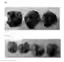 Fig. 08 - Tumor lysate loaded particles