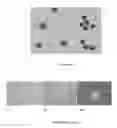 Fig. 02 - BONE MARROW DERIVED CD271 PRECURSOR CELLS FOR CARDIAC REPAIR