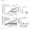 Fig. 08 - Engineered anthrax protective antigen proteins for cancer therapy