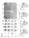 Fig. 09 - Engineered anthrax protective antigen proteins for cancer therapy