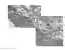Fig. 01 - INJECTION SOLUTION FOR RNA