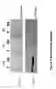 Fig. 05 - Targets of 