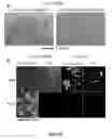 Fig. 09 - Targets of 
