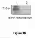 Fig. 11 - Targets of acinetobacter baumannii