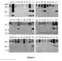 Fig. 03 - Methods and reagents for diagnosing Sjögren's Syndrome