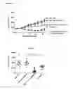 Fig. 23 - Antibodies binding AXL