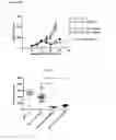 Fig. 25 - Antibodies binding AXL