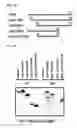 Fig. 02 - PEPTIDE HAVING CELL MEMBRANE PENETRATING ACTIVITY