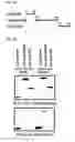 Fig. 03 - PEPTIDE HAVING CELL MEMBRANE PENETRATING ACTIVITY