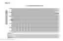 Fig. 08 - PEPTIDE HAVING CELL MEMBRANE PENETRATING ACTIVITY