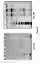 Fig. 03 - Methods and compositions for treating genetically linked diseases of the eye