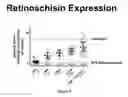 Fig. 11 - Methods and compositions for treating genetically linked diseases of the eye
