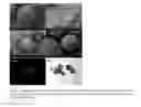 Fig. 05 - Tissue-derived scaffolding materials and method for tissue formation