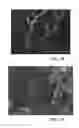Fig. 08 - Vascular cast-based scaffolds and methods of making the same