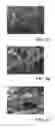 Fig. 09 - Vascular cast-based scaffolds and methods of making the same