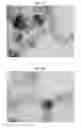 Fig. 02 - PHOTO-RESPONSIVE MACRO- AND MICRO- LIQUID MARBLES