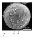 Fig. 01 - Methods for nanofunctionalization of powders, and nanofunctionalized materials produced therefrom