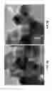 Fig. 10 - Core shell