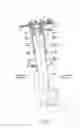 Fig. 02 - Coil spring for vehicle suspension