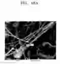Fig. 13 - Method and apparatus for preparing boron nitride nanotubes by heat treating boron precursor prepared by using air-jet