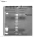 Fig. 08 - Microorganisms and their use in agriculture