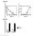 Fig. 07 - SIK INHIBITOR FOR USE IN A METHOD OF TREATING AN INFLAMMATORY AND/OR IMMUNE DISORDER