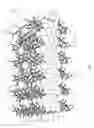 Fig. 02 - TWO-DIMENSIONAL STRUCTURES FROM PEPTOID OLIGOMERS AND METHODS OF MAKING