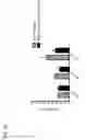 Fig. 71 - Anti-CGRP compositions and use thereof