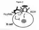 Fig. 05 - METHODS AND COMPOSITIONS FOR INHIBITING CD32B EXPRESSING CELLS