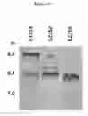 Fig. 22 - Heterodimeric proteins