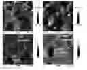 Fig. 01 - SEGMENT COPOLYMER FOR MAKING ICEPHOBIC COATINGS