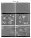 Fig. 06 - SEGMENT COPOLYMER FOR MAKING ICEPHOBIC COATINGS