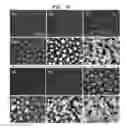 Fig. 09 - SEGMENT COPOLYMER FOR MAKING ICEPHOBIC COATINGS