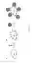 Fig. 06 - METHODS AND MEANS FOR THE MODIFICATION OF CELL SURFACES
