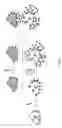 Fig. 09 - METHODS AND MEANS FOR THE MODIFICATION OF CELL SURFACES