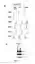 Fig. 02 - Method for obtaining human brown/beige adipocytes