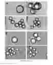 Fig. 03 - BIOPRESERVED STEM CELLS ON MICROCARRIERS