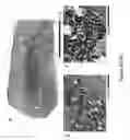 Fig. 07 - METHODS AND USES FOR EX VIVO TISSUE CULTURE SYSTEMS